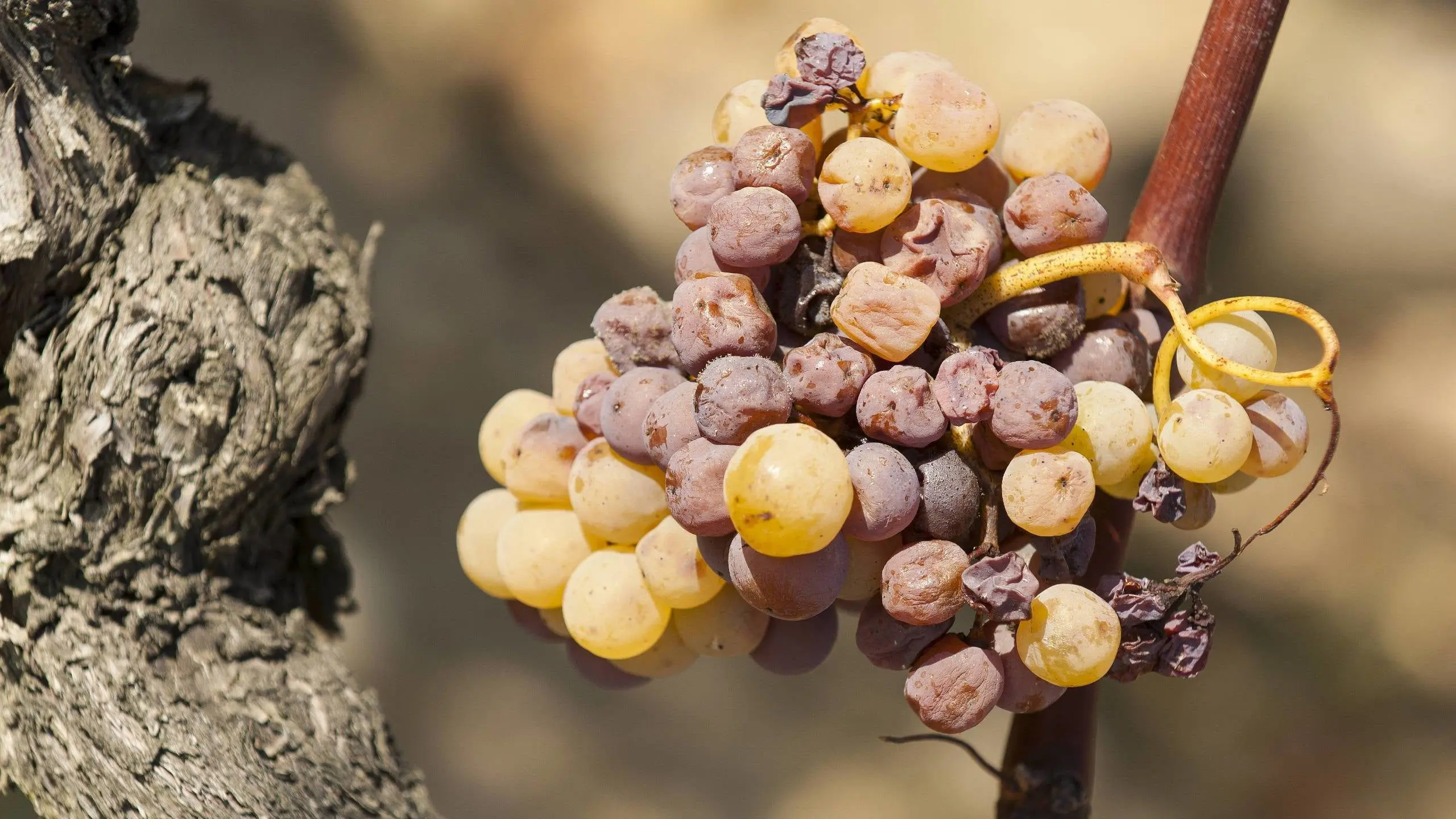 Noble Rot- shrivelled Furmint grapes on the vine, concentrated by Botrytis cinerea in the Tokaj autumn mist